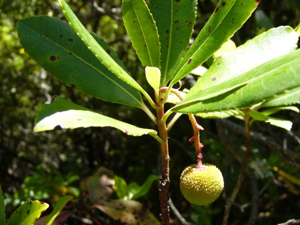 Erdbeerbaum (Arbutus unedo)