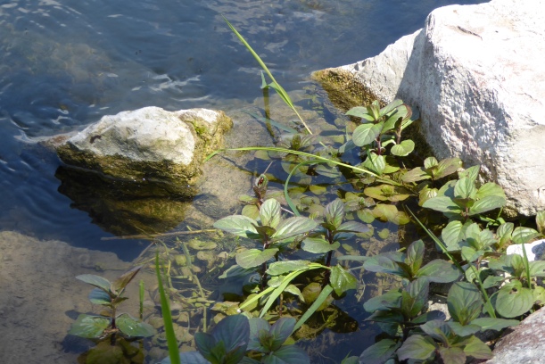 Wasserminze (Mentha aquatica)